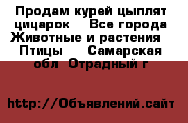 Продам курей цыплят,цицарок. - Все города Животные и растения » Птицы   . Самарская обл.,Отрадный г.